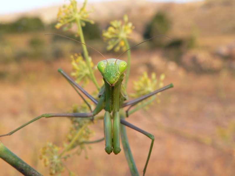 Mantidi sicane